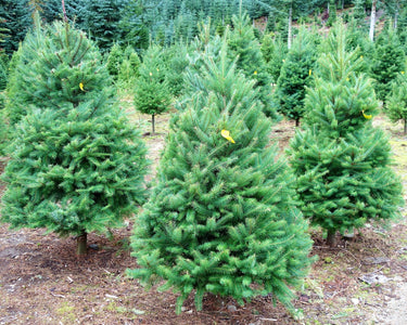 20 DOUGLAS FIR Tree Abies Pseudotsuga Menziesii Christmas Tree Blue Douglas Pine Spruce Native Evergreen Seeds